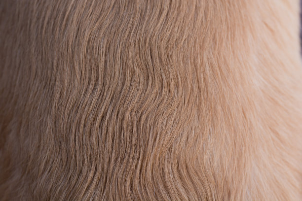 金毛猎犬的毛发图片下载