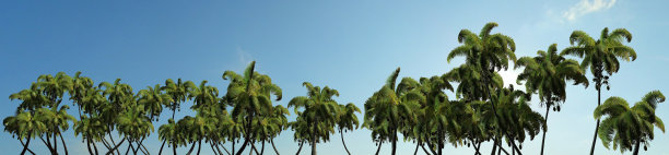 棕榈树和热带岛屿蓝天的全景图片下载