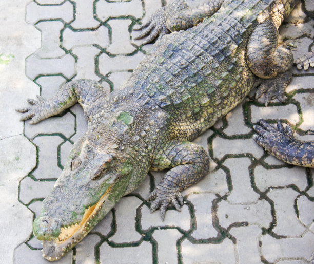 鳄鱼在睡觉图片下载