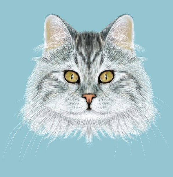 插图肖像家猫。图片下载