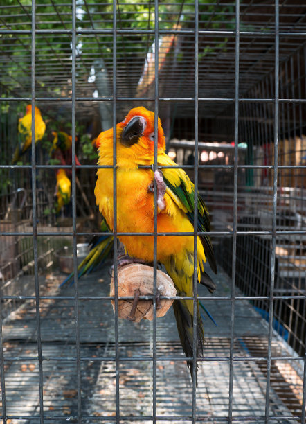 色彩鲜艳的鹦鹉图片下载