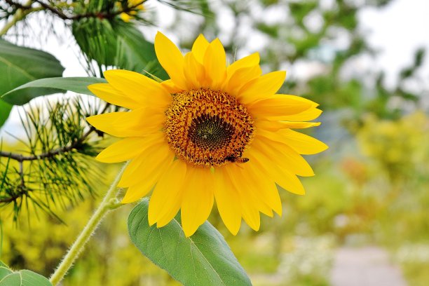 向日葵图片下载