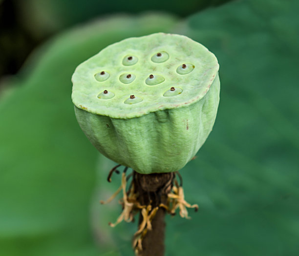 莲子的特写图片下载