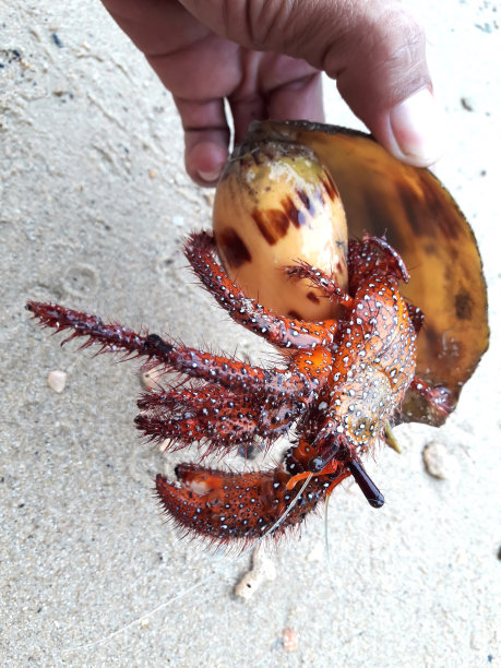 热带色彩斑斓的螃蟹图片下载