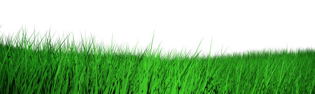 新鲜的春天绿草孤立在白色的背景图片下载