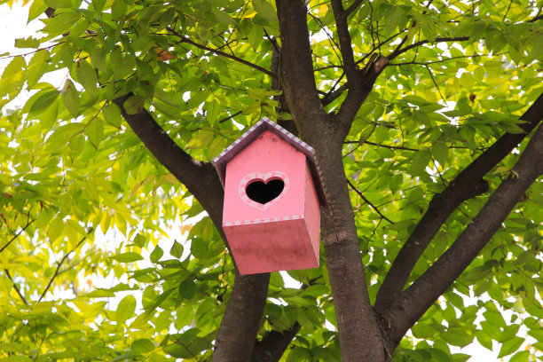 色彩斑斓的鸟的房子图片下载