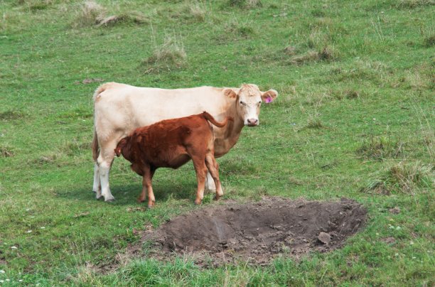 母牛和小牛图片下载