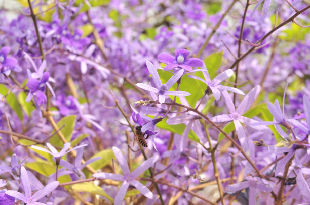 紫色的花女王图片下载