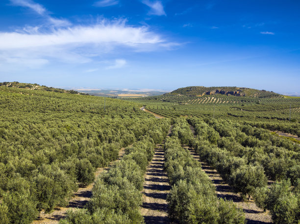 西班牙的绿橄榄树种植园图片下载