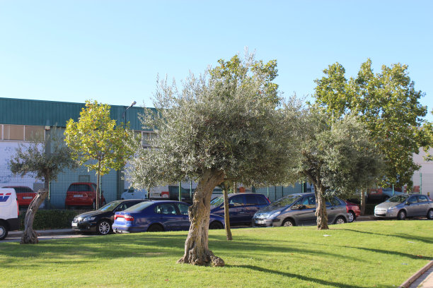 树木、树干和树枝图片下载