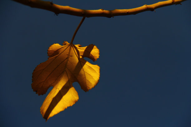 秋叶-秋叶-股票形象图片下载