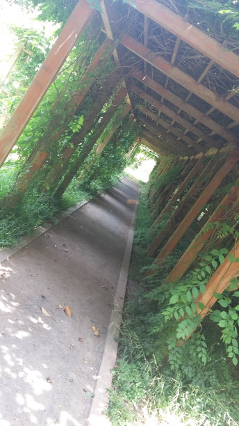 会Herbal玉蜀黍图片下载