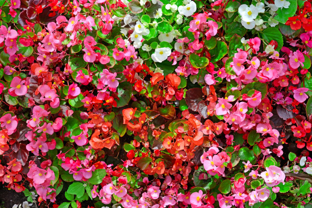 公园里盛开的花坛。素材图片