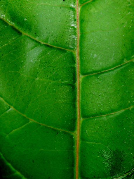 绿色的叶子图片下载