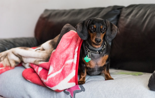 黑色的小猎犬图片下载
