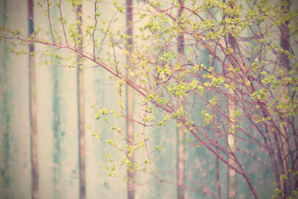 有嫩叶的枝条图片下载