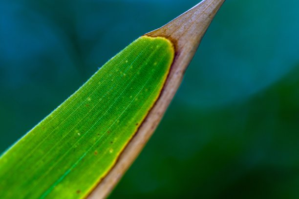 春天的竹叶图片下载