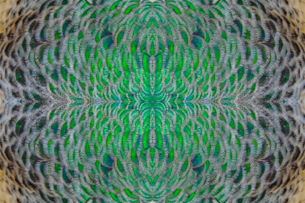 印度孔雀羽毛，有图案、纹理和充满活力的黄色、蓝色和绿色。图片下载