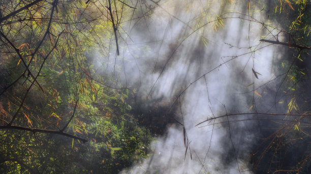 有雾和阳光的荒野森林图片下载