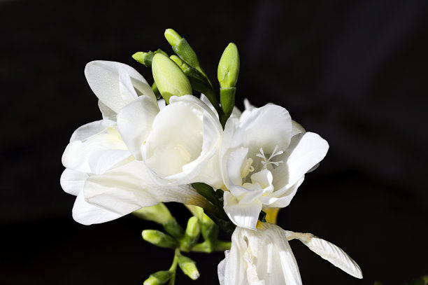 白小苍兰特写图片下载