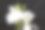 白小苍兰特写图片下载