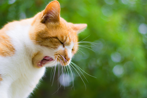 猫打哈欠图片下载
