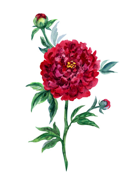 勃艮第牡丹素材图片