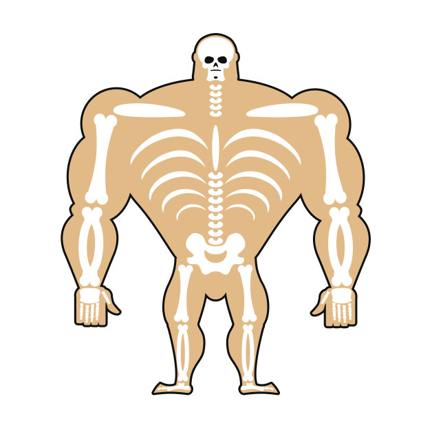 人类的结构。骨架的男人。运动员的建设。骨骼和头骨。运动员内部器官。人类的骨骼系统。解剖健美运动员。图片下载