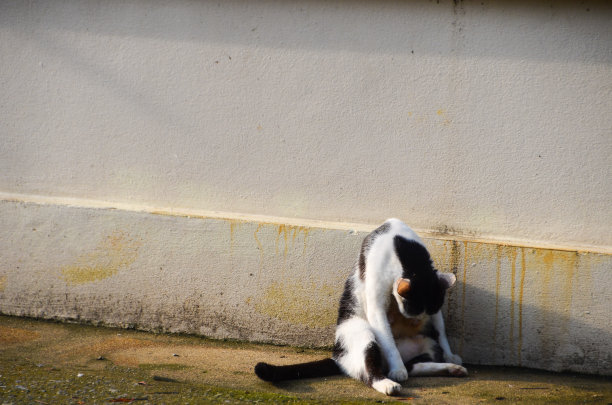流浪猫倚着一堵又旧又脏的墙图片下载