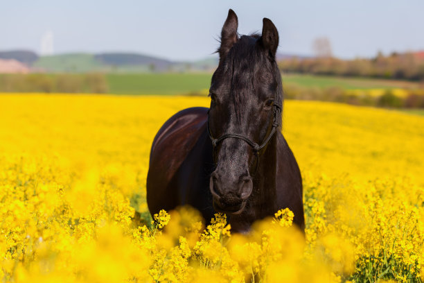 弗里西亚马的肖像图片下载