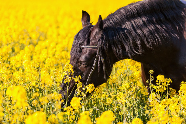 弗里西亚马的肖像图片下载