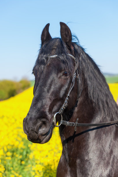 弗里西亚马的肖像图片下载
