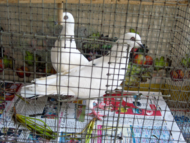 关在笼子里的鸽子图片下载