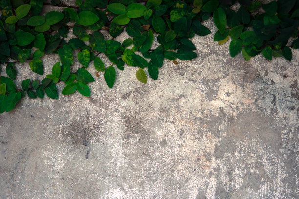 尼龙搭扣爬上了旧混凝土墙。图片下载