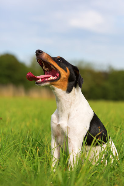 牧师罗素梗图片下载