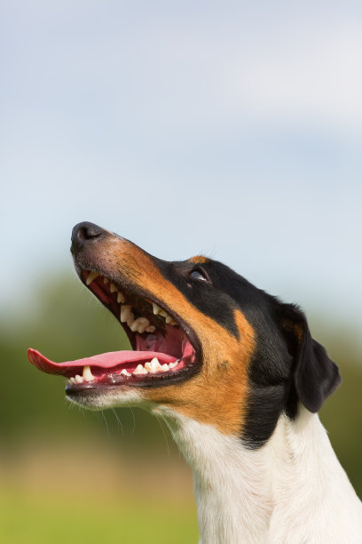 牧师罗素梗图片下载