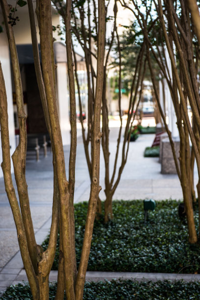 坦帕市市区人行道图片下载