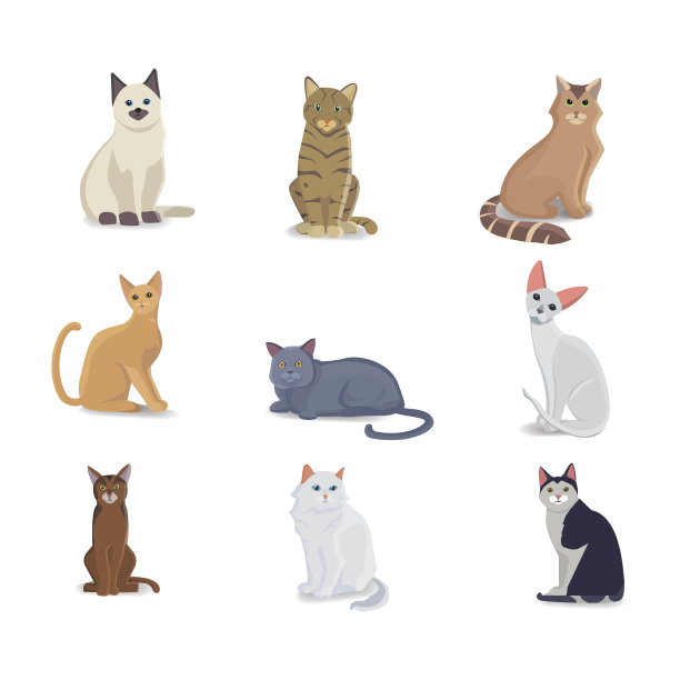 收集不同品种的猫。矢量孤立的猫在白色背景。家养动物或宠物。范妮小猫的脸图片下载