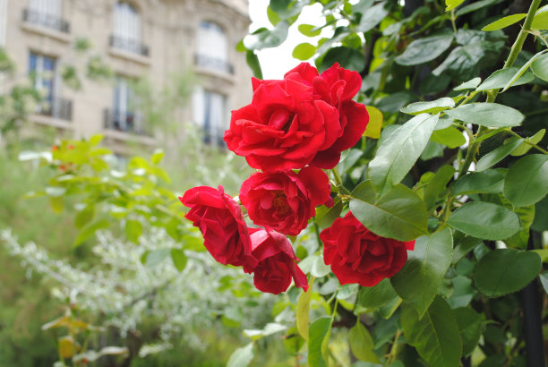 红玫瑰，后面是巴黎图片下载