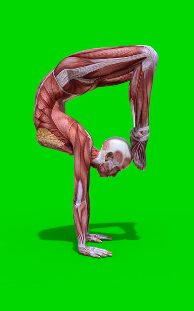 蝎子式女性解剖学图片下载