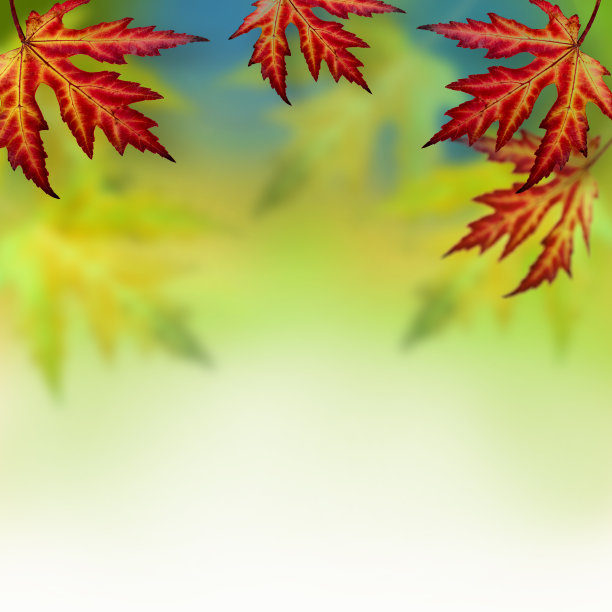 秋天的背景是枫叶。图片下载