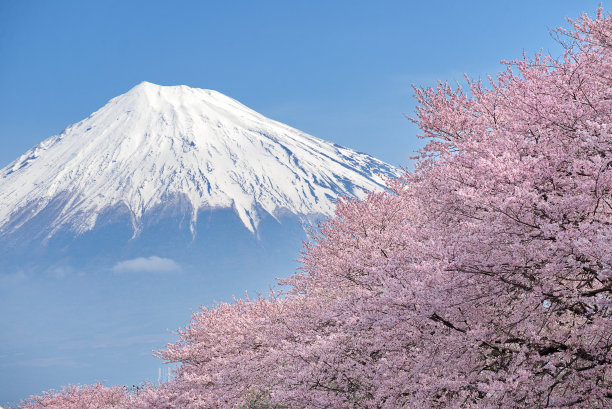 富士/樱花图片下载