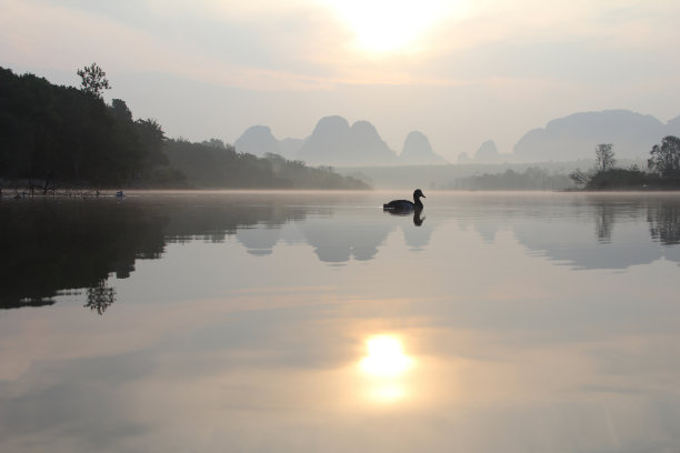 鸭子在湖图片下载