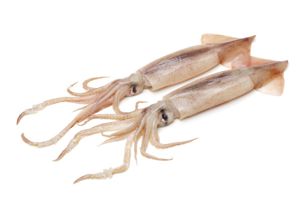鱿鱼海鲜孤立上白图片下载