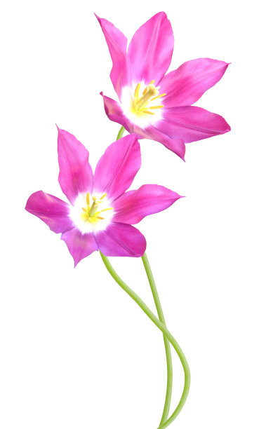 红色郁金香花图片下载