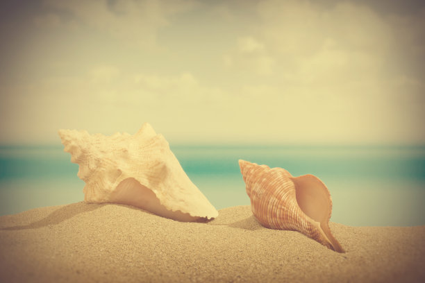 海滩上的贝壳图片下载