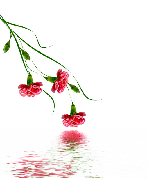 色彩鲜艳的康乃馨花图片下载