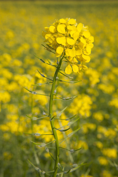 田间黄芥菜种子的花图片下载