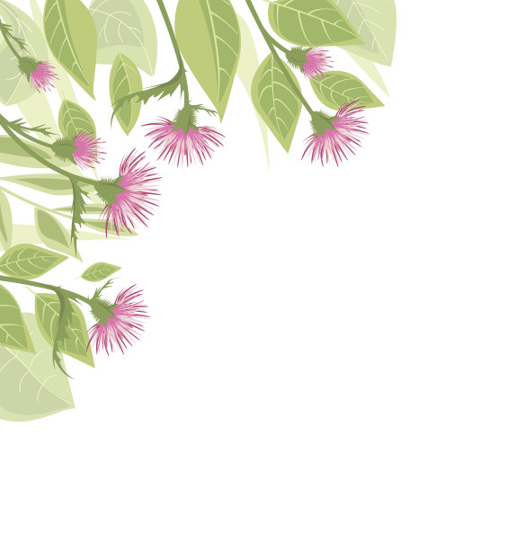 绿叶蓟图片下载