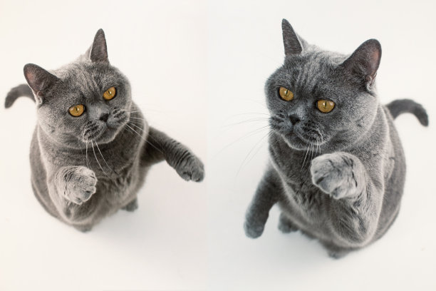 两只灰色的英国短毛猫在玩耍图片下载